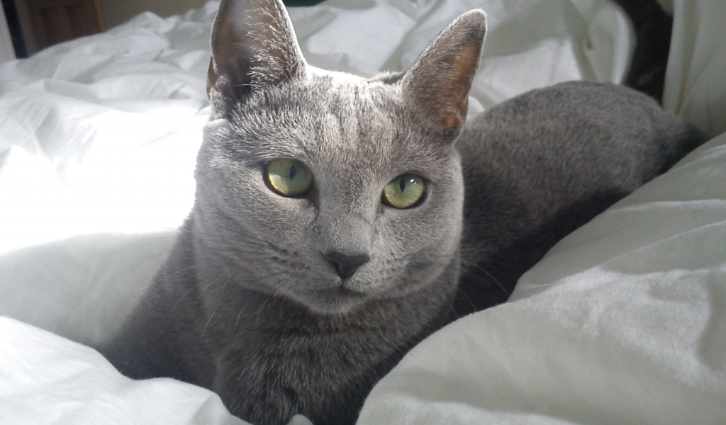 Russian Blue Cat in Bed for 1024 x 600 widescreen resolution
