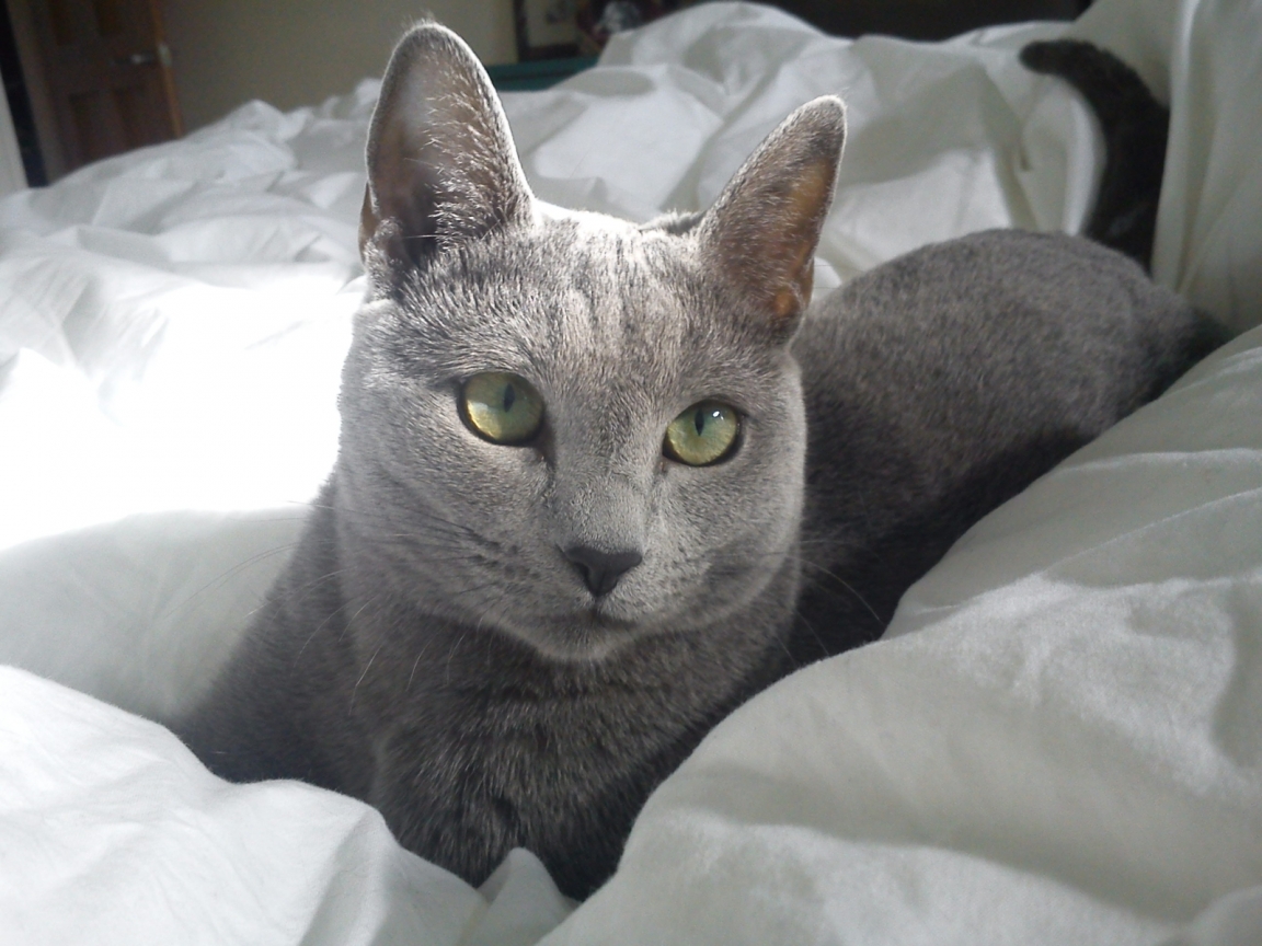 Russian Blue Cat in Bed for 1152 x 864 resolution