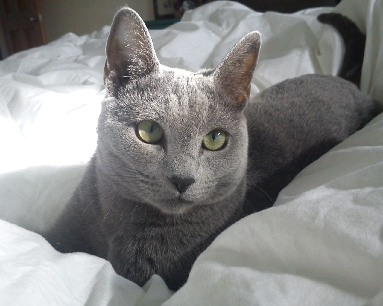 Russian Blue Cat in Bed for 1280 x 1024 resolution