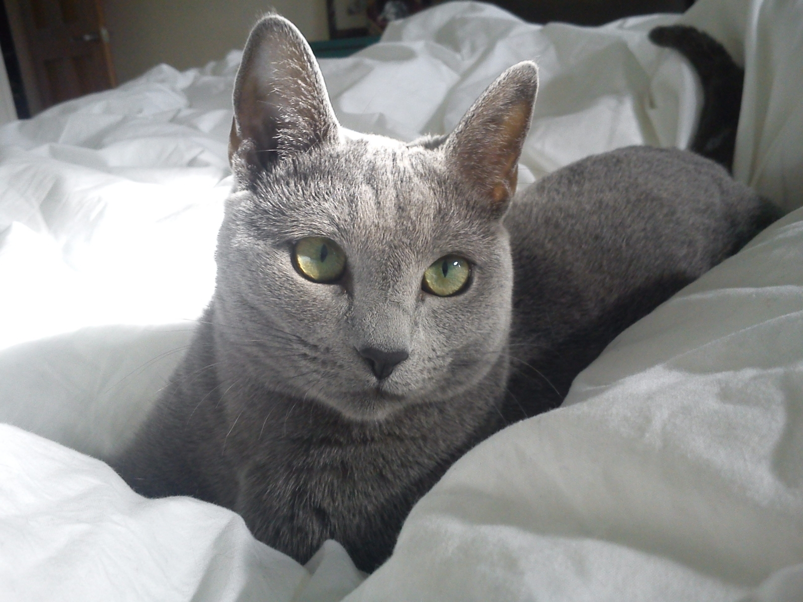 Russian Blue Cat in Bed for 1600 x 1200 resolution