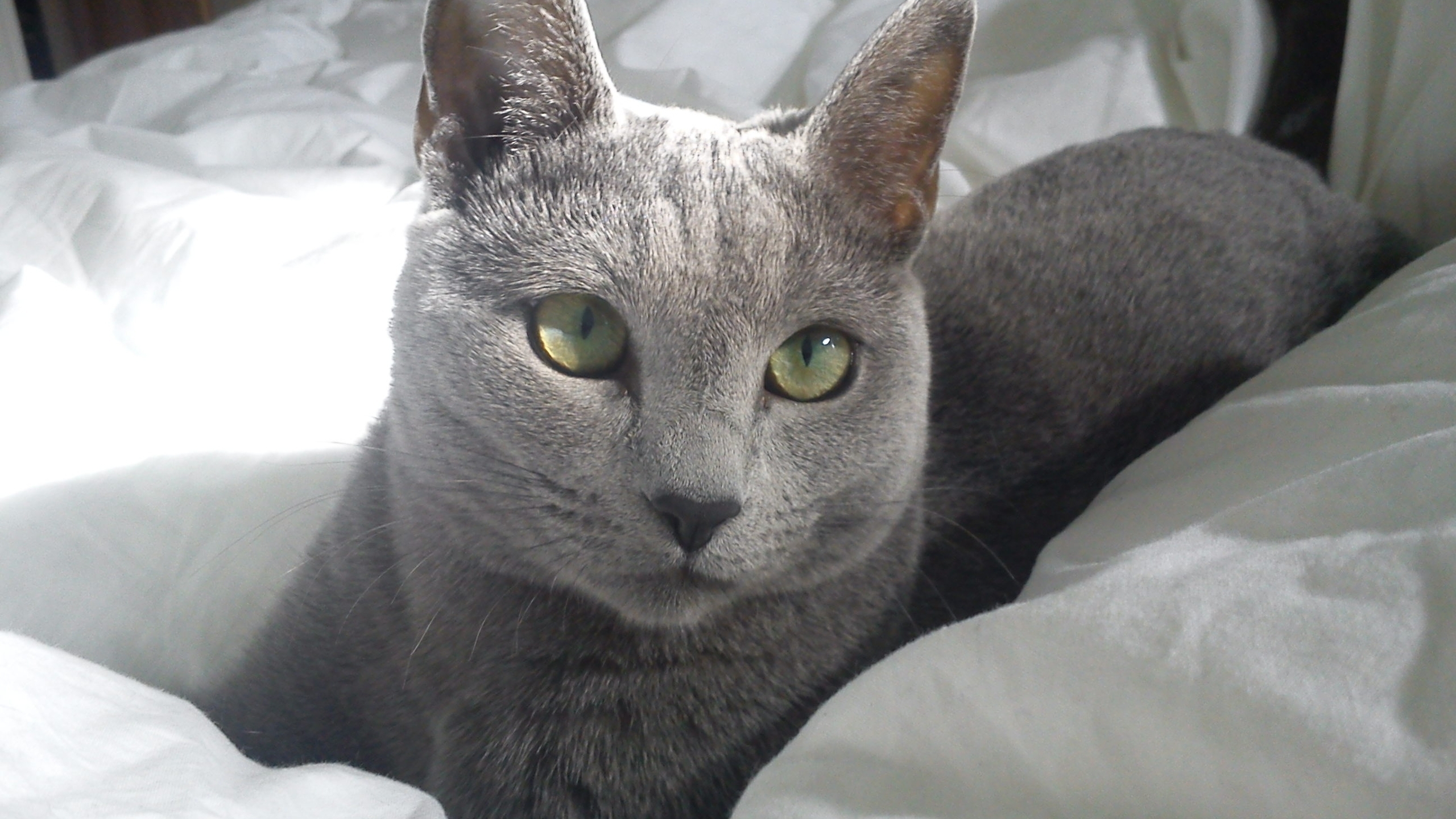 Russian Blue Cat in Bed for 2560x1440 HDTV resolution