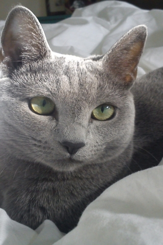Russian Blue Cat in Bed for 320 x 480 iPhone resolution