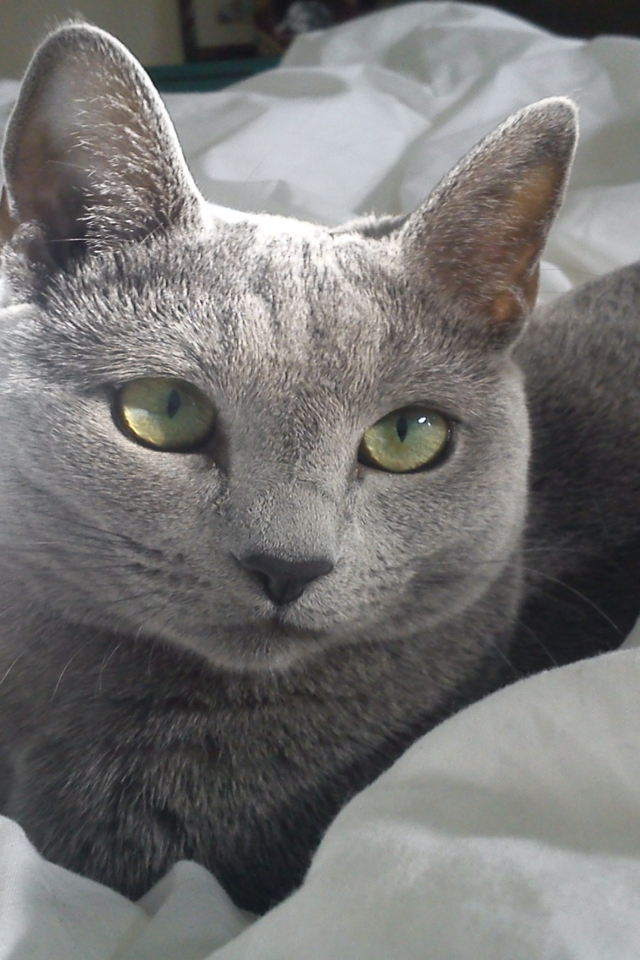 Russian Blue Cat in Bed for 640 x 960 iPhone 4 resolution