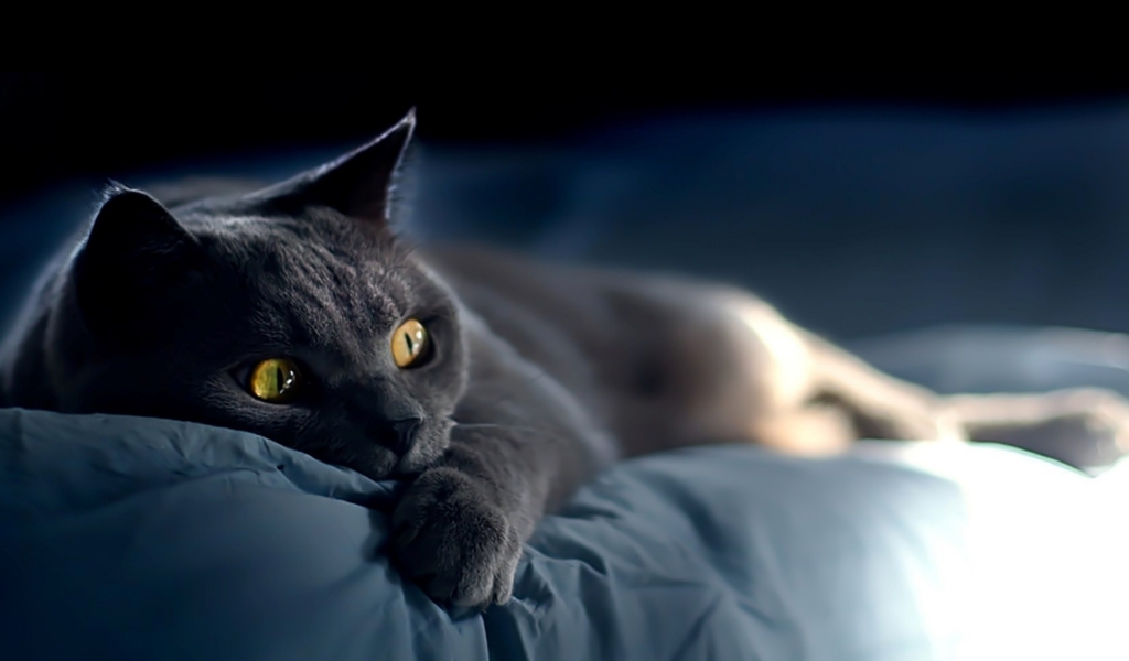 Russian Blue Cat Laying Down on Bed for 1024 x 600 widescreen resolution