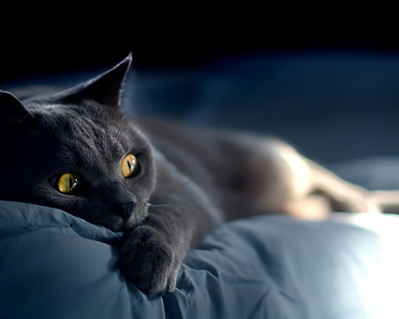 Russian Blue Cat Laying Down on Bed for 1280 x 1024 resolution