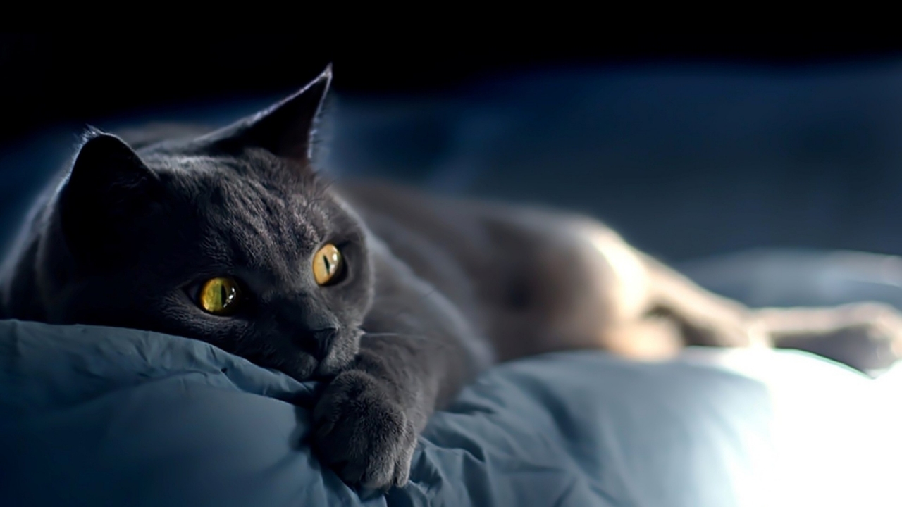 Russian Blue Cat Laying Down on Bed for 1280 x 720 HDTV 720p resolution