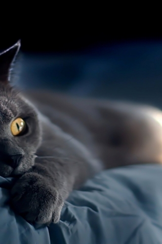 Russian Blue Cat Laying Down on Bed for 320 x 480 iPhone resolution