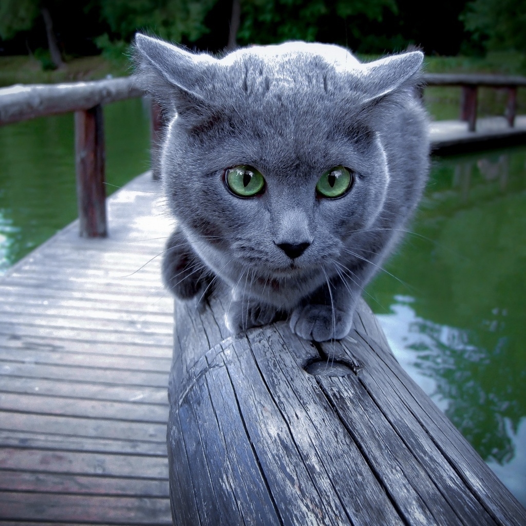Russian Blue Cat Walking on Wood for 1024 x 1024 iPad resolution