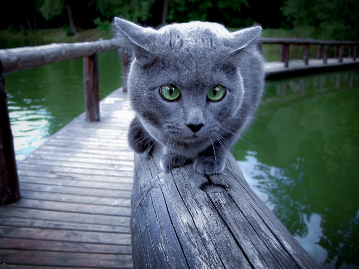Russian Blue Cat Walking on Wood for 1152 x 864 resolution