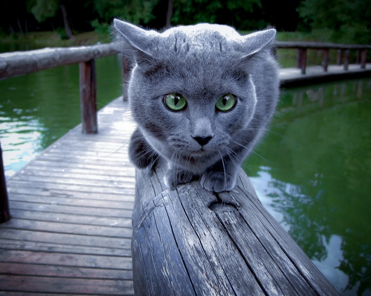 Russian Blue Cat Walking on Wood for 1280 x 1024 resolution