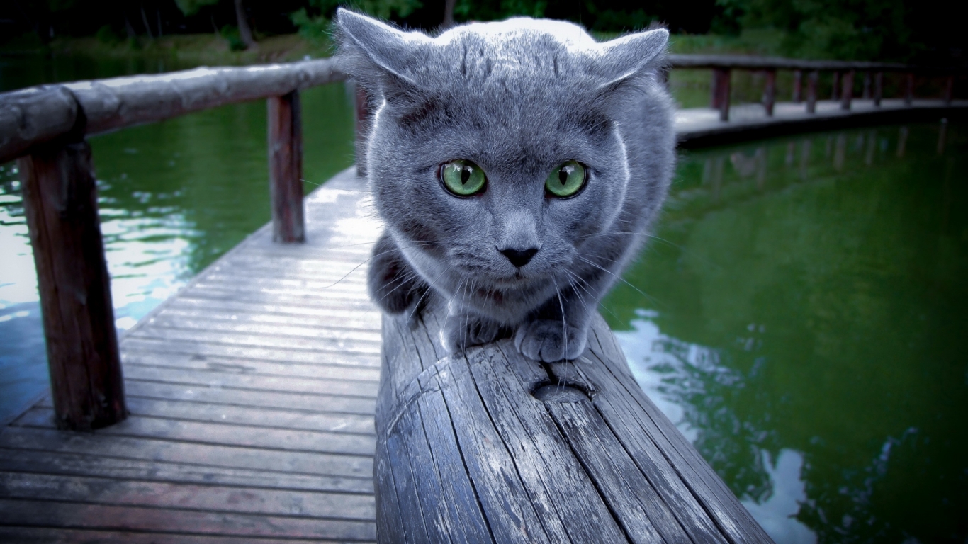 Russian Blue Cat Walking on Wood for 1366 x 768 HDTV resolution