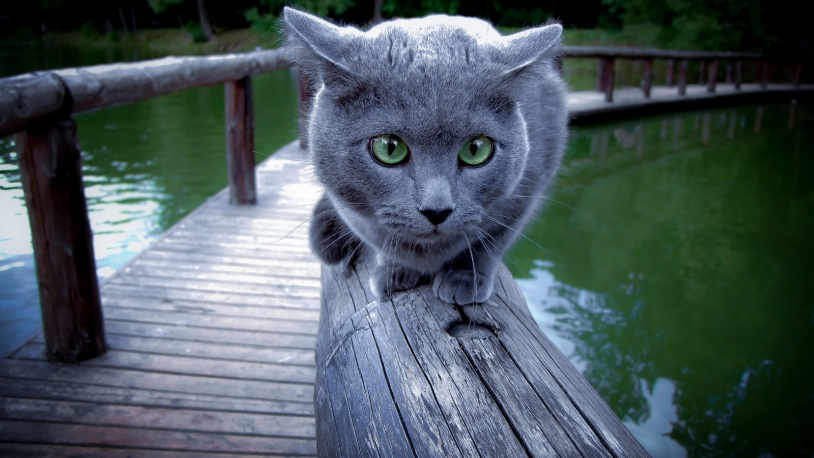 Russian Blue Cat Walking on Wood for 1600 x 900 HDTV resolution