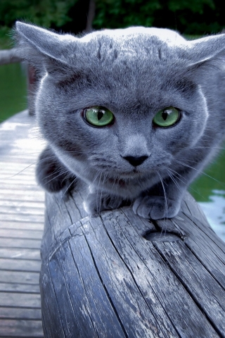 Russian Blue Cat Walking on Wood for 320 x 480 iPhone resolution