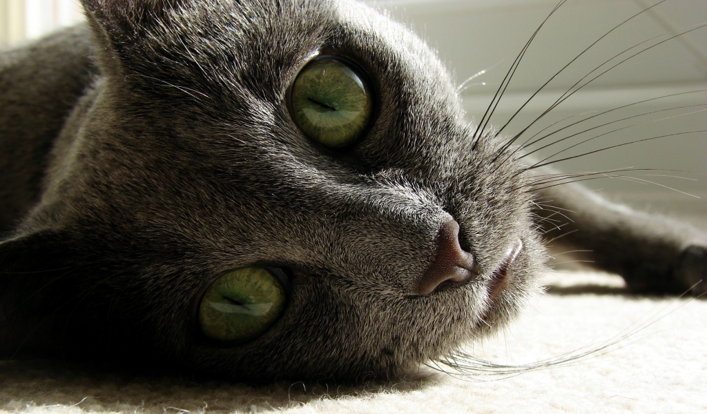 Russian Blue Close Up for 1024 x 600 widescreen resolution