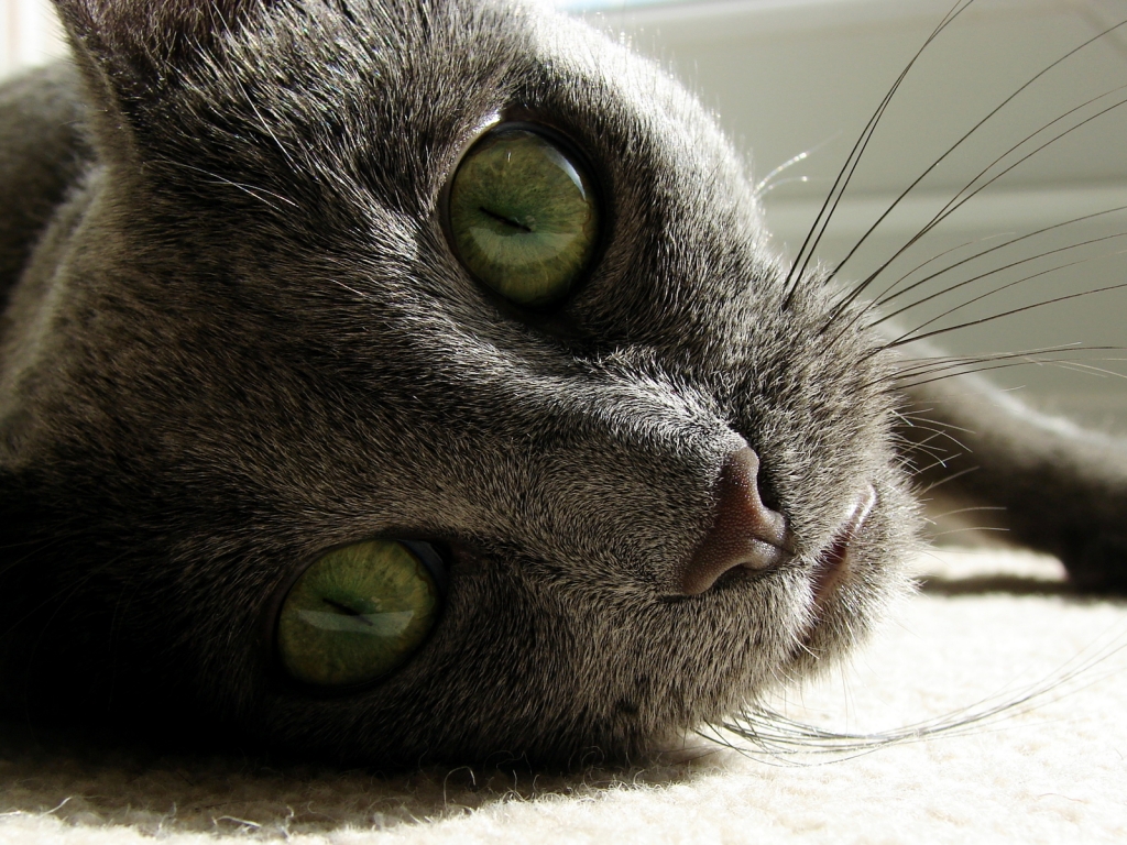 Russian Blue Close Up for 1024 x 768 resolution