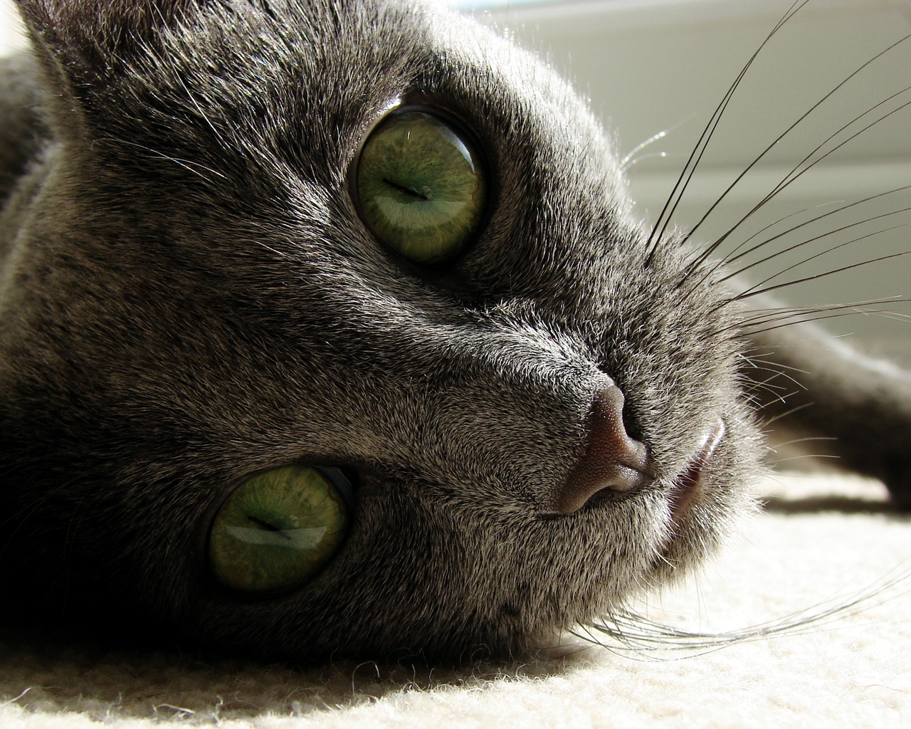 Russian Blue Close Up for 1280 x 1024 resolution