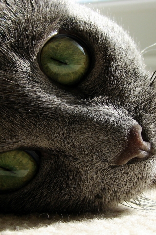 Russian Blue Close Up for 320 x 480 iPhone resolution