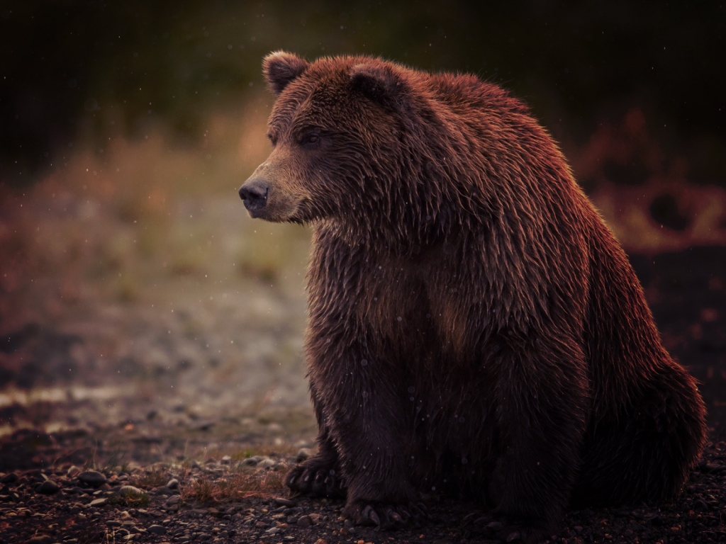 Sad Bear for 1024 x 768 resolution