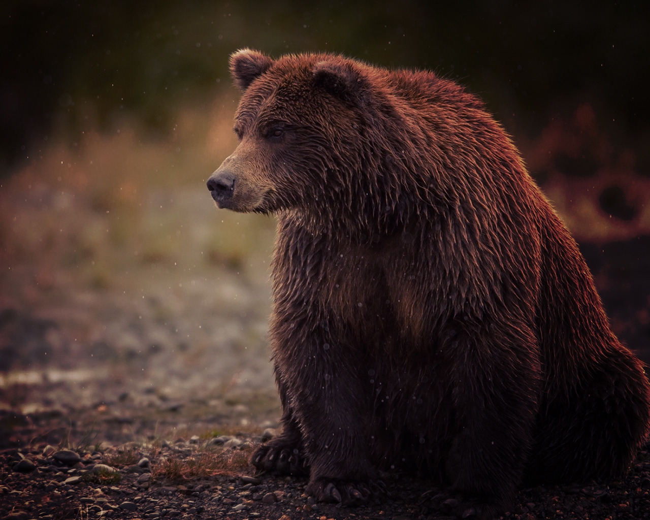 Sad Bear for 1280 x 1024 resolution