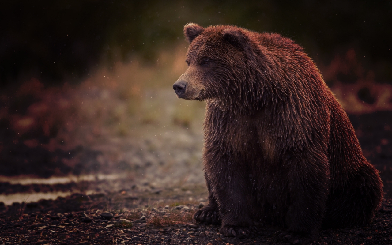 Sad Bear for 1280 x 800 widescreen resolution