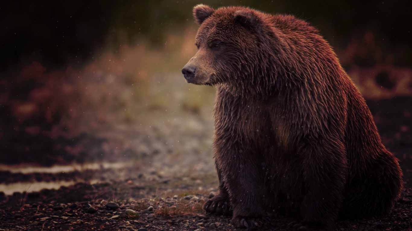 Sad Bear for 1366 x 768 HDTV resolution