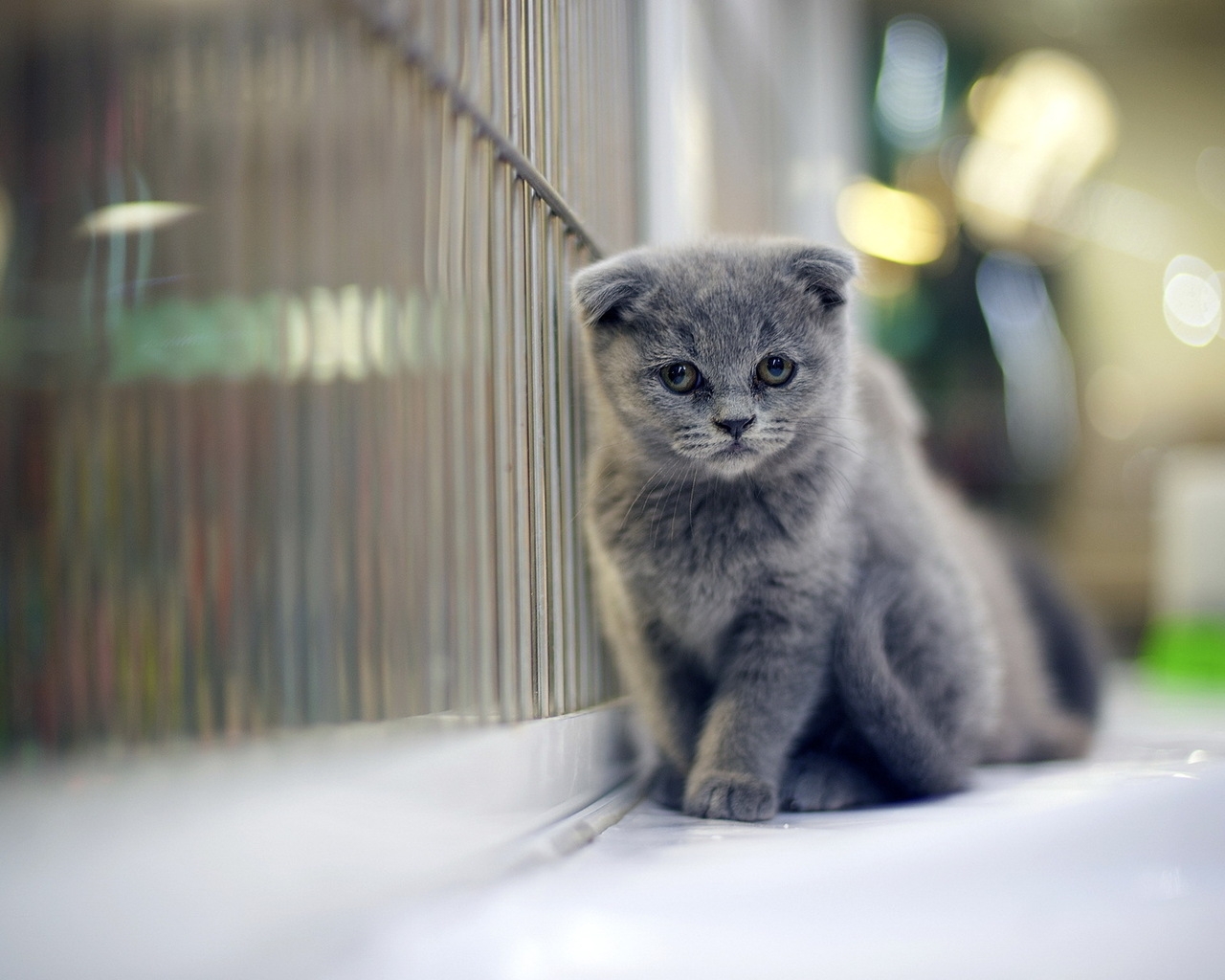 Sad Gray Scottish Fold Cat for 1280 x 1024 resolution