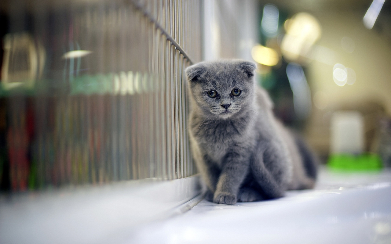 Sad Gray Scottish Fold Cat for 1280 x 800 widescreen resolution