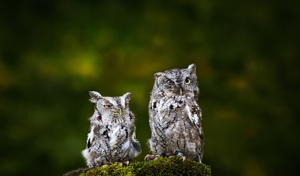 Sad Owls for 1024 x 600 widescreen resolution