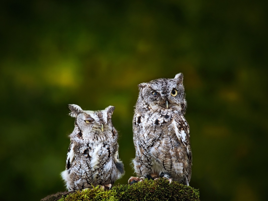Sad Owls for 1024 x 768 resolution