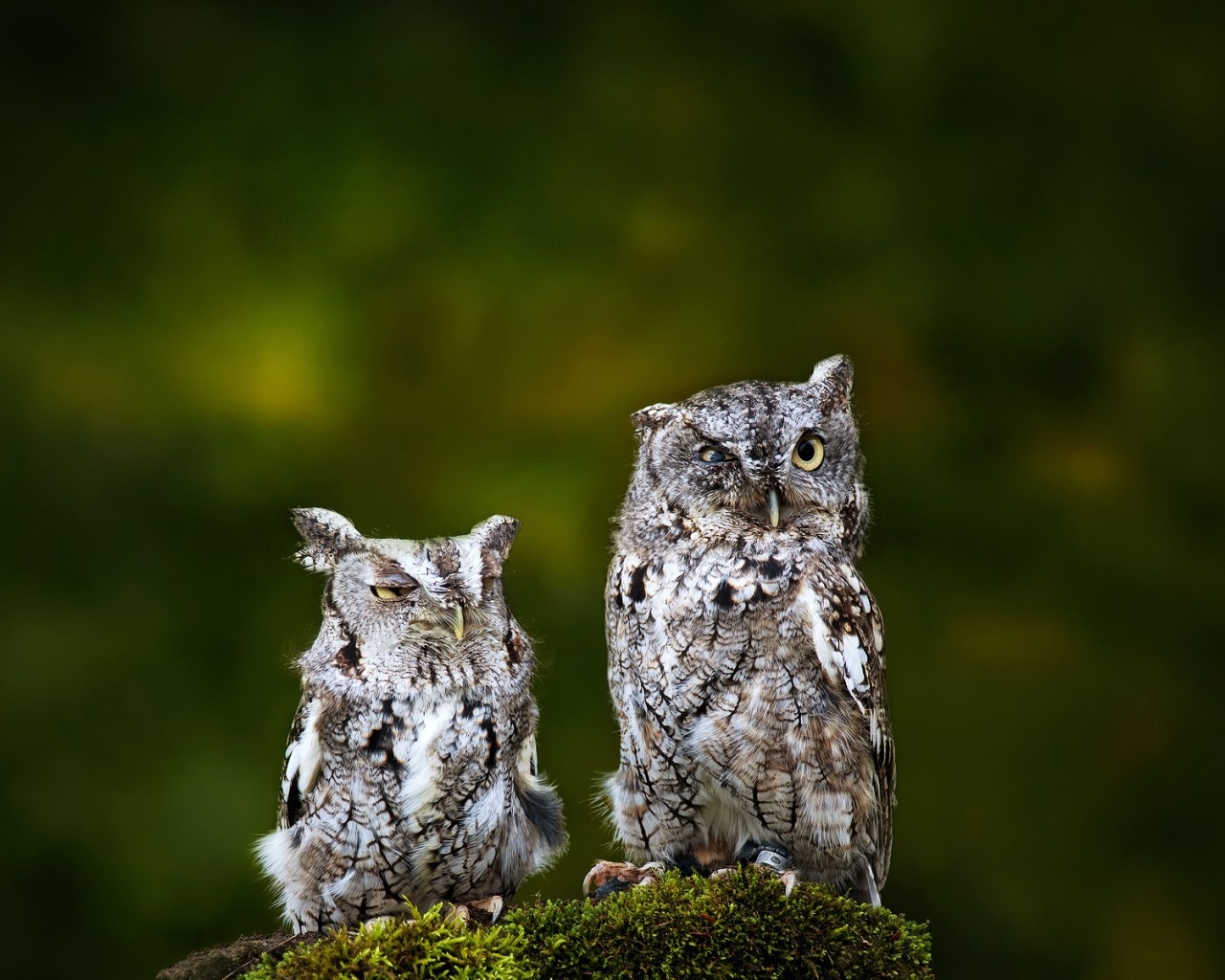 Sad Owls for 1280 x 1024 resolution