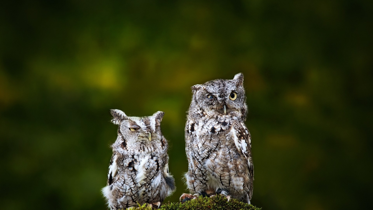 Sad Owls for 1280 x 720 HDTV 720p resolution