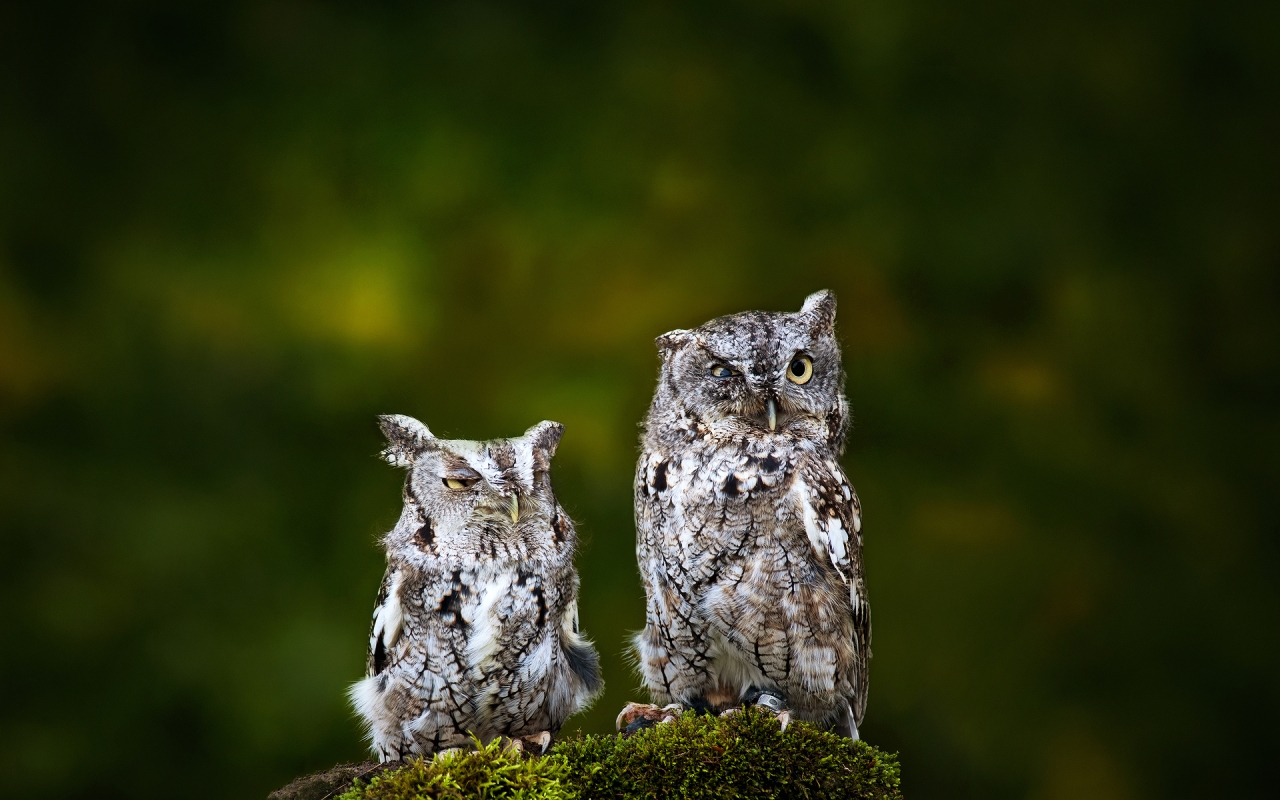 Sad Owls for 1280 x 800 widescreen resolution
