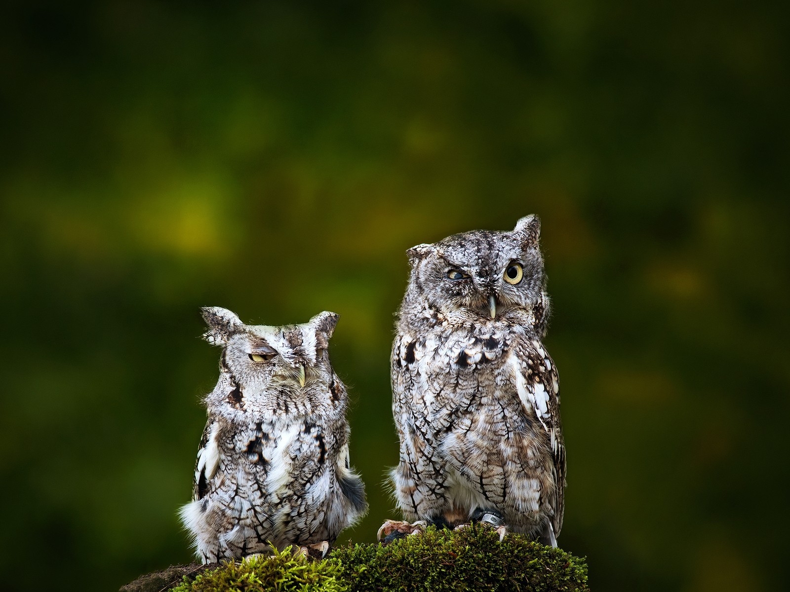 Sad Owls for 1600 x 1200 resolution