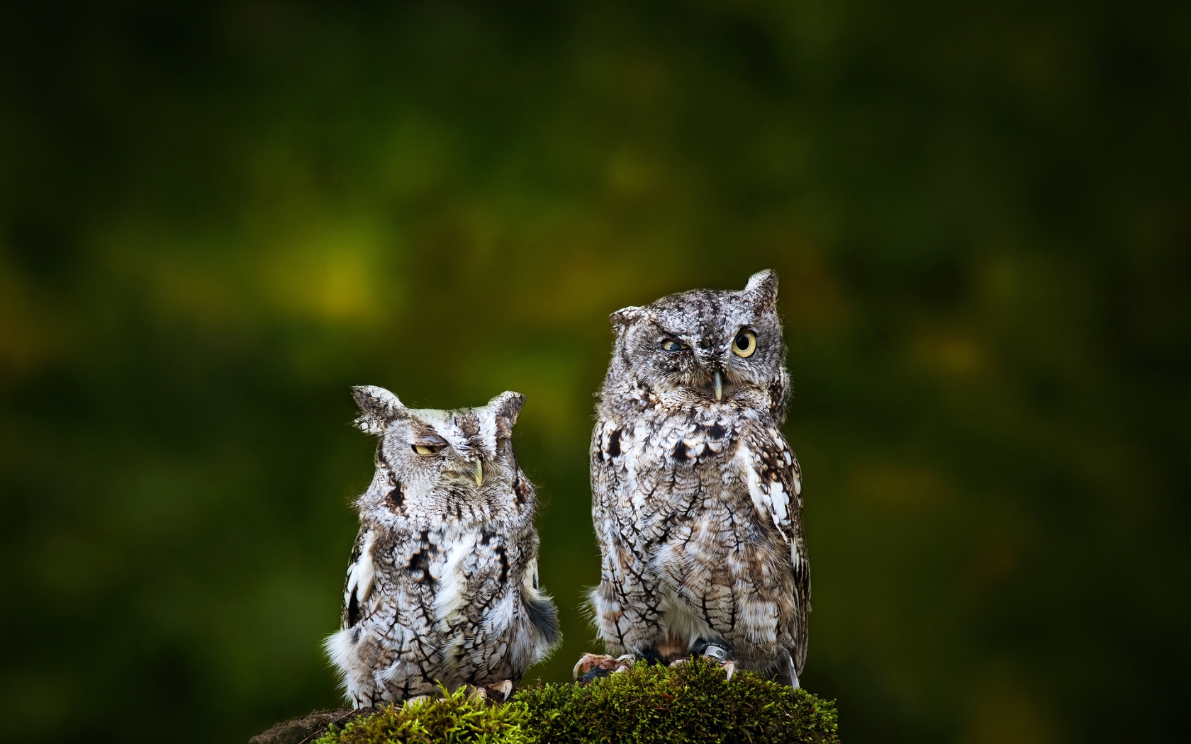 Sad Owls for 1680 x 1050 widescreen resolution