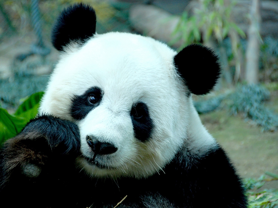 Sad Panda Bear for 1152 x 864 resolution