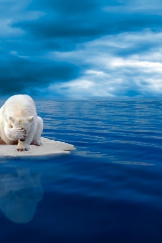 Said Polar Bear  for 320 x 480 iPhone resolution