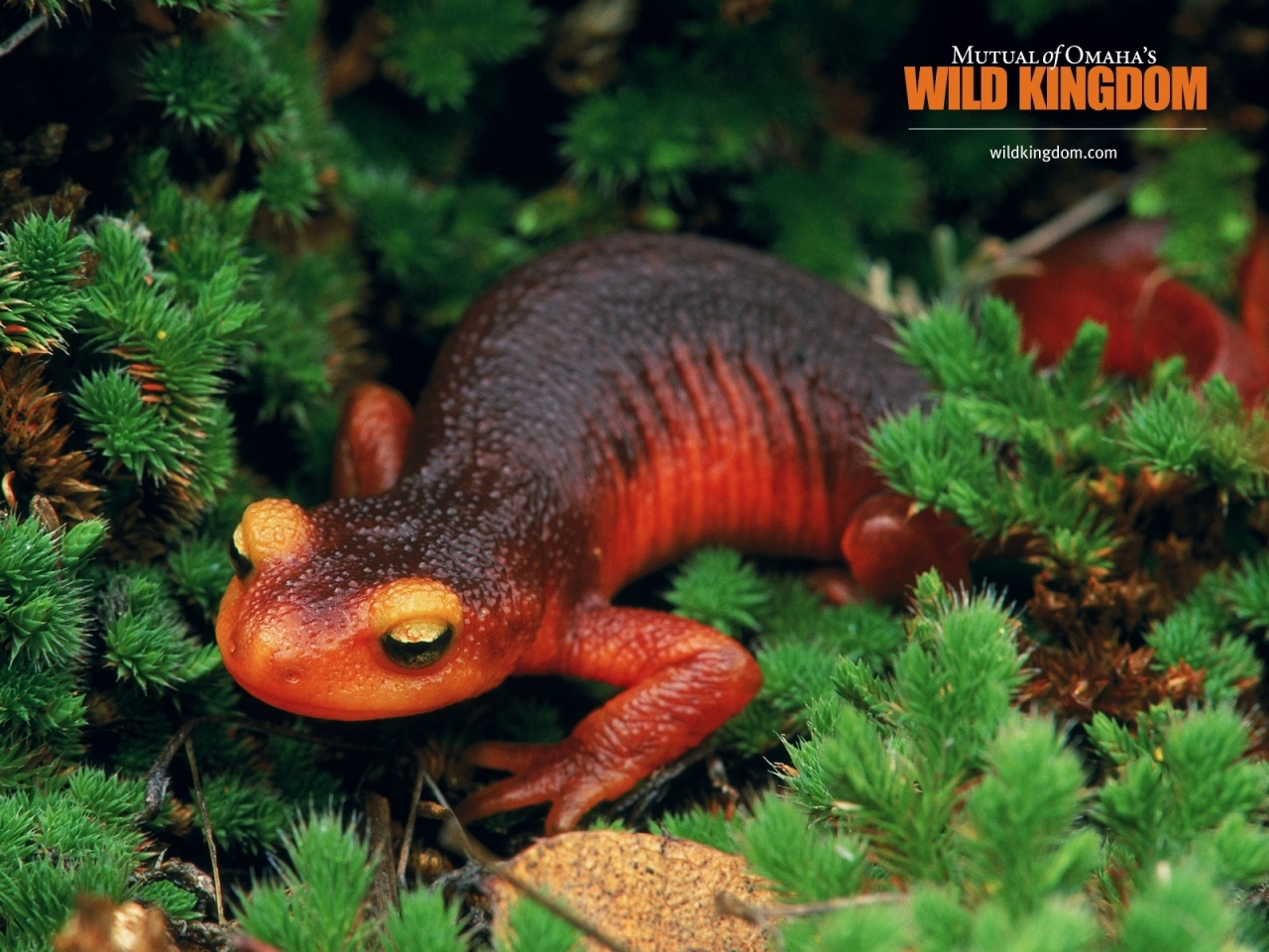 Salamander for 1280 x 960 resolution