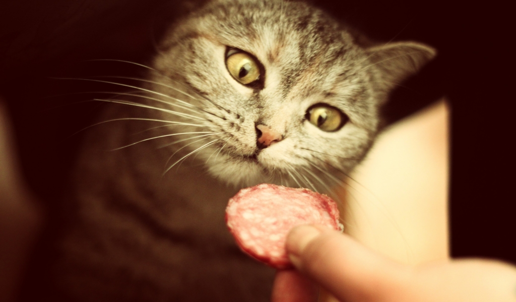 Salami for Cat for 1024 x 600 widescreen resolution