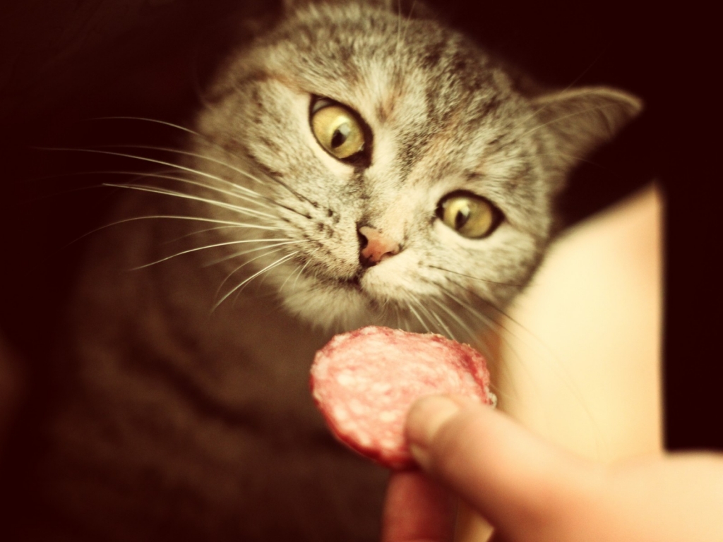 Salami for Cat for 1024 x 768 resolution