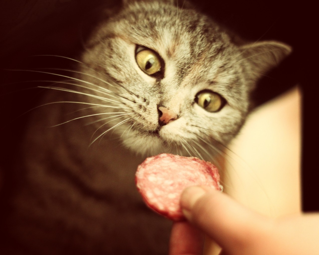 Salami for Cat for 1280 x 1024 resolution