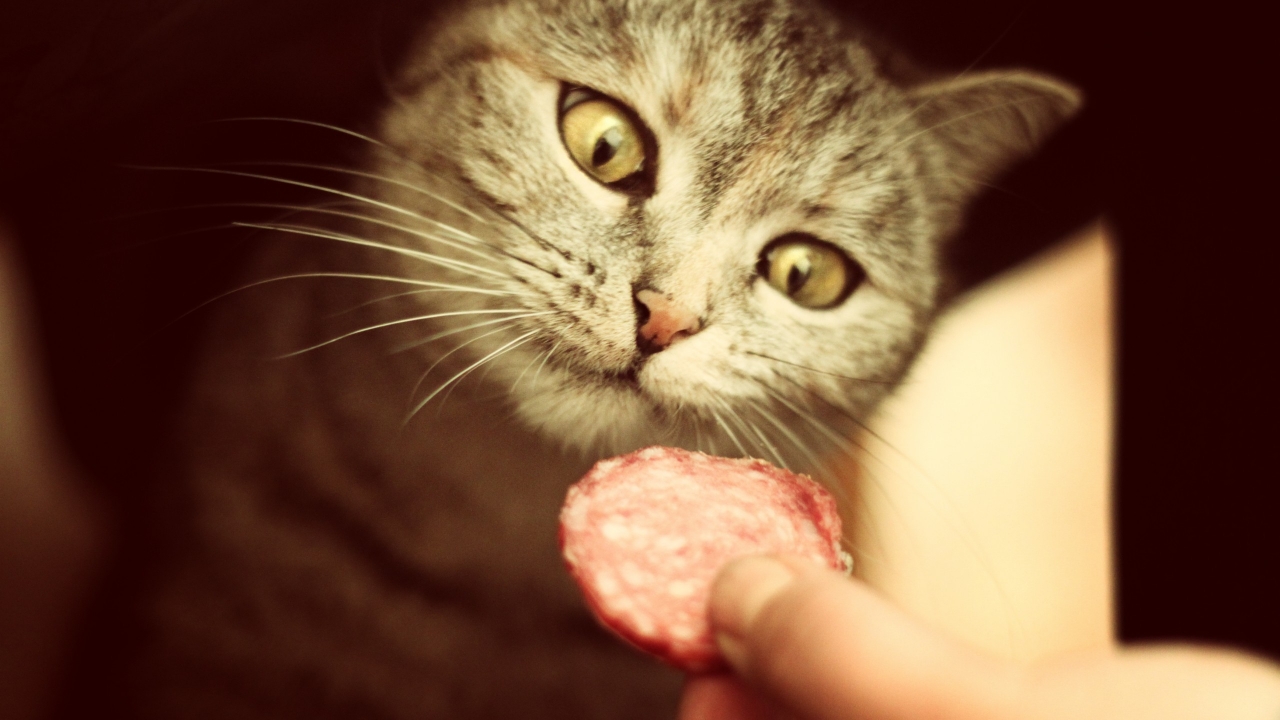 Salami for Cat for 1280 x 720 HDTV 720p resolution