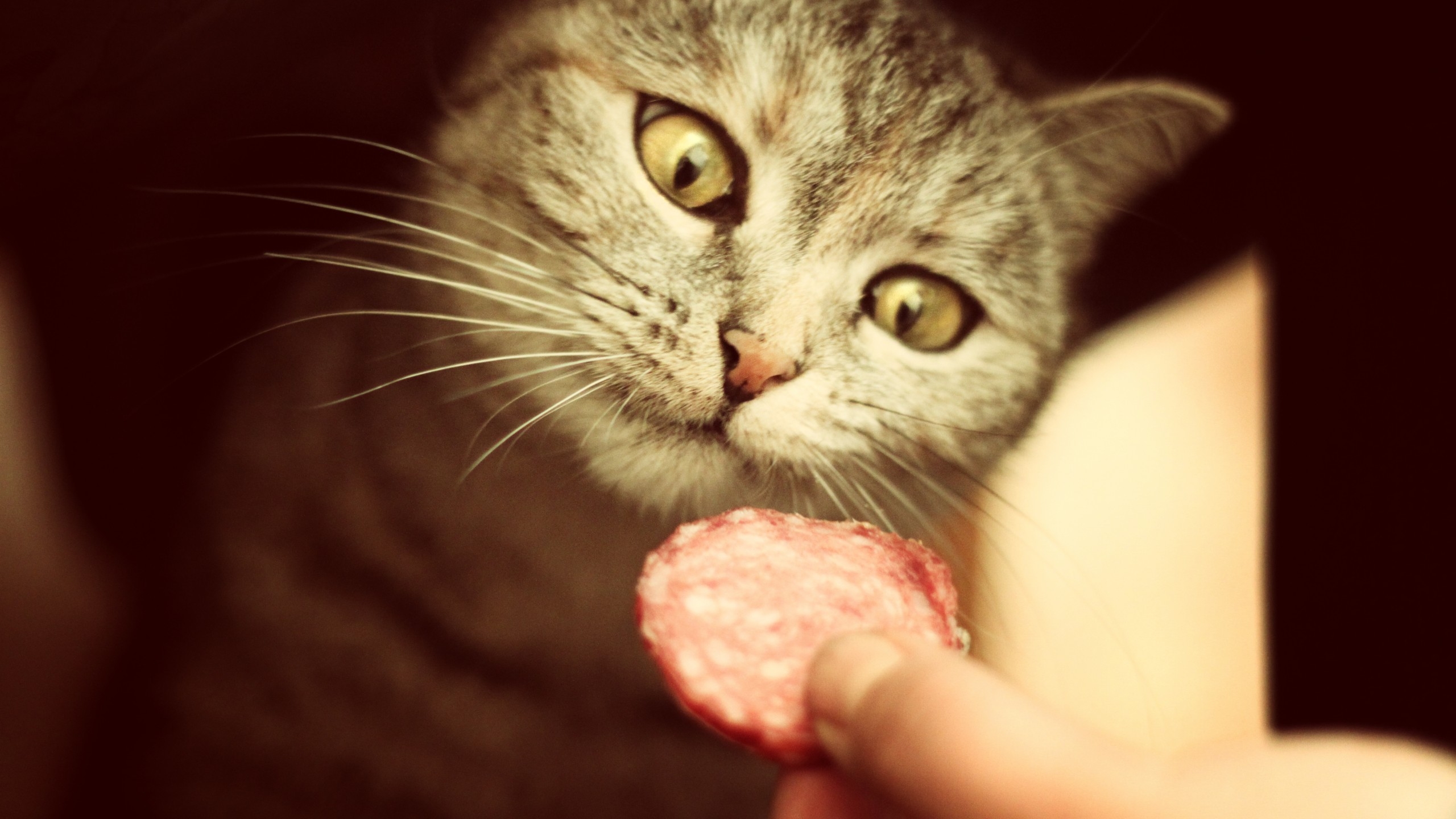 Salami for Cat for 2560x1440 HDTV resolution