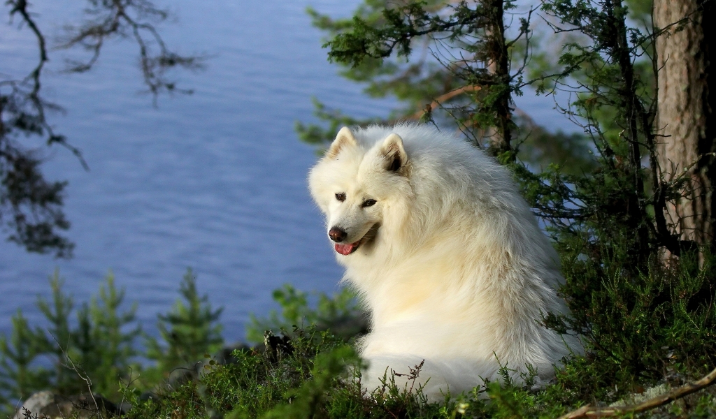 Samoyed Dog for 1024 x 600 widescreen resolution