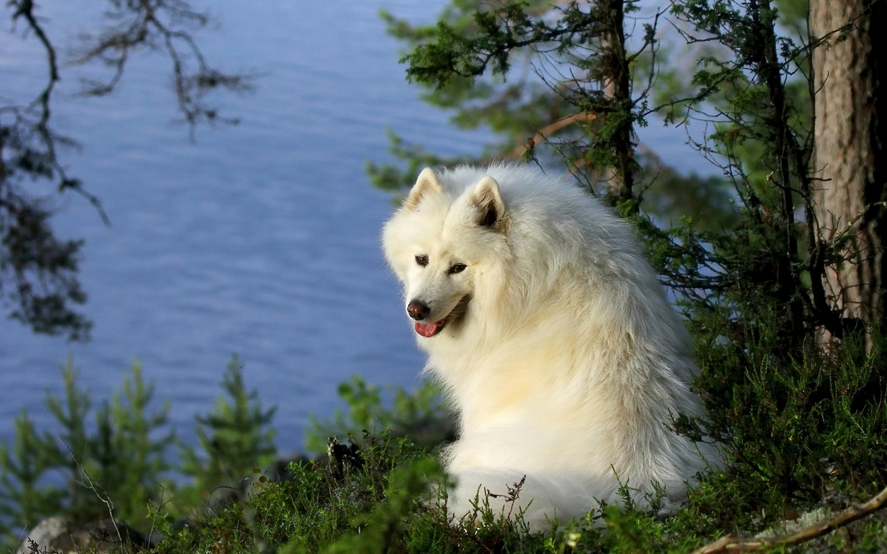 Samoyed Dog for 1280 x 800 widescreen resolution