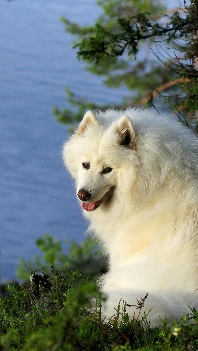 Samoyed Dog for 640 x 1136 iPhone 5 resolution