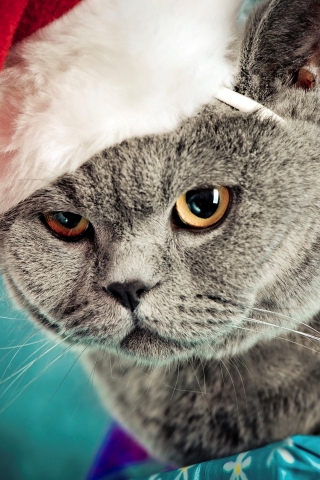 Santa Kitty for 320 x 480 iPhone resolution