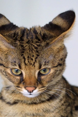 Savannah Cat Close Up for 320 x 480 iPhone resolution