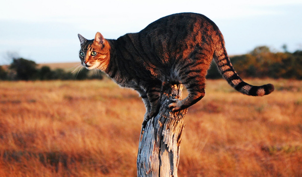 Savannah Cat on Stump for 1024 x 600 widescreen resolution