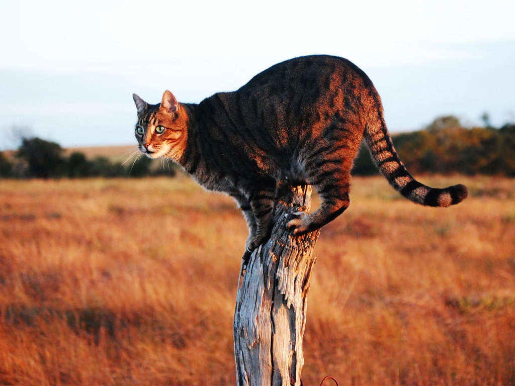 Savannah Cat on Stump for 1024 x 768 resolution