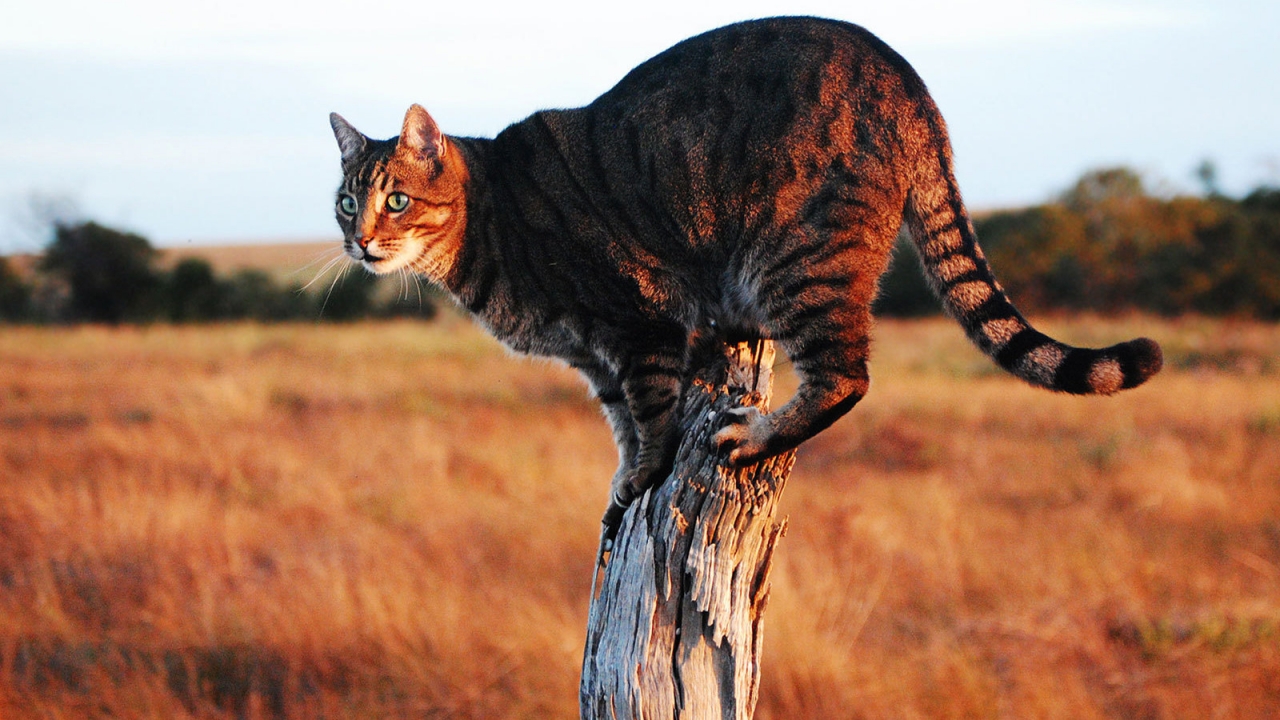 Savannah Cat on Stump for 1280 x 720 HDTV 720p resolution